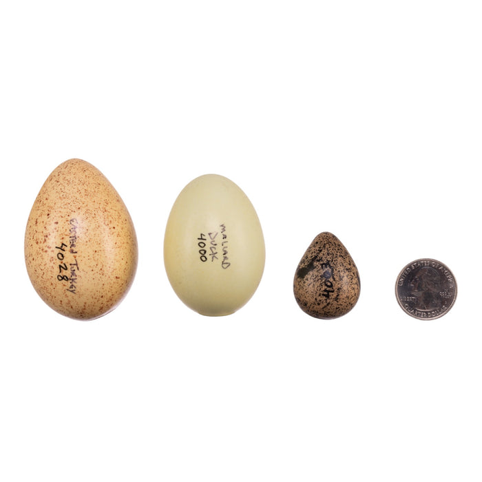 Replica Bird Egg Set of 3 - Waterfowl