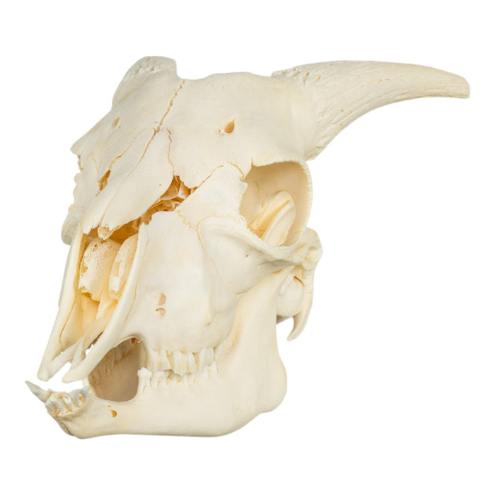 Real Domestic Goat Skeleton - Disarticulated