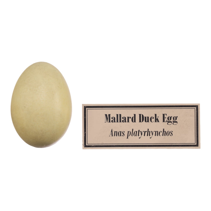 Replica Bird Egg Set of 3 - Waterfowl