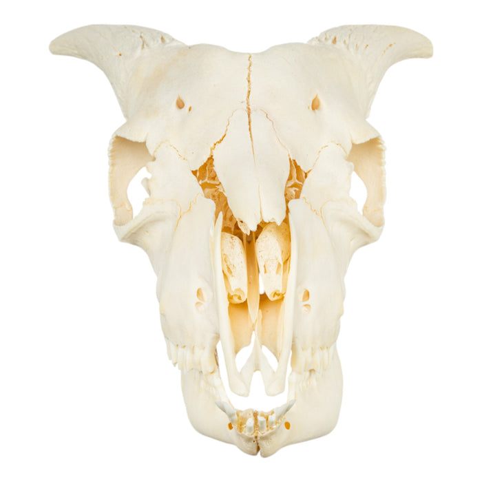 Real Domestic Goat Skeleton - Disarticulated