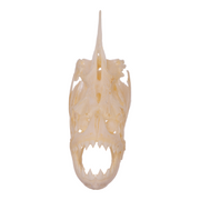 Real Redeye Piranha Skull