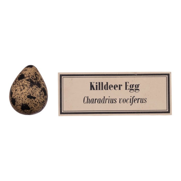 Replica Bird Egg Set of 3 - Waterfowl