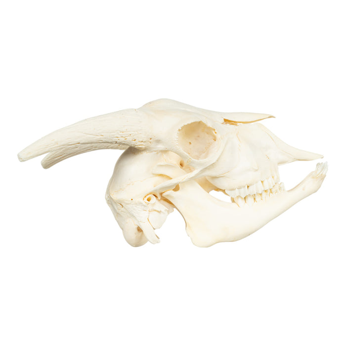 Real Domestic Goat Skeleton - Disarticulated