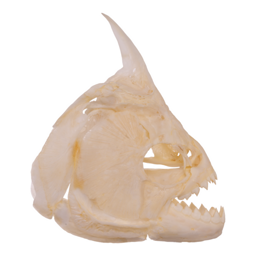 Skulls Unlimited: World Leader in Real and Replica Skulls