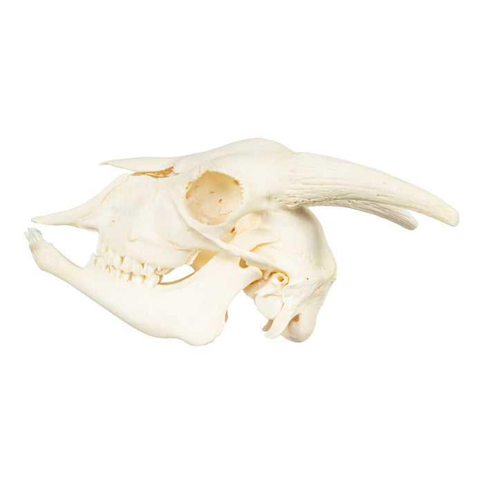Real Domestic Goat Skeleton - Disarticulated
