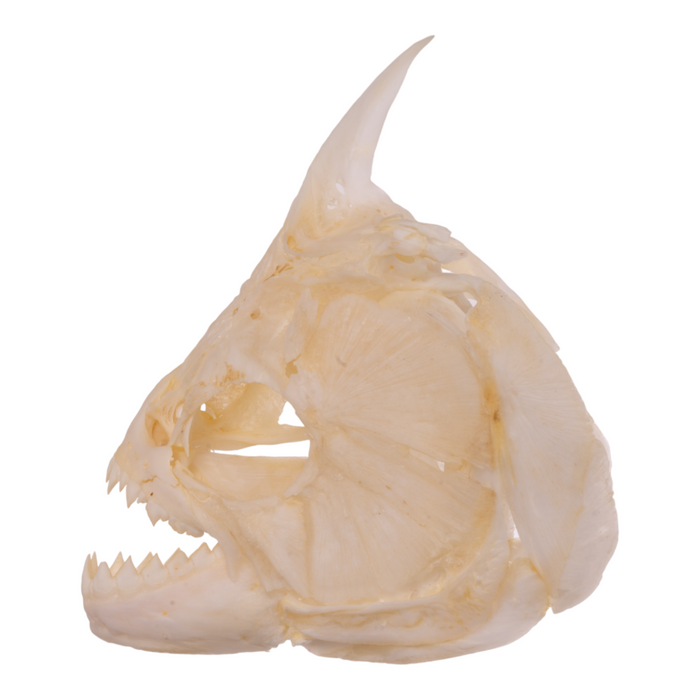 Real Redeye Piranha Skull
