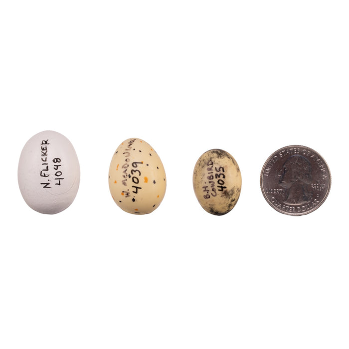 Replica Bird Egg Set of 3 - North American Species