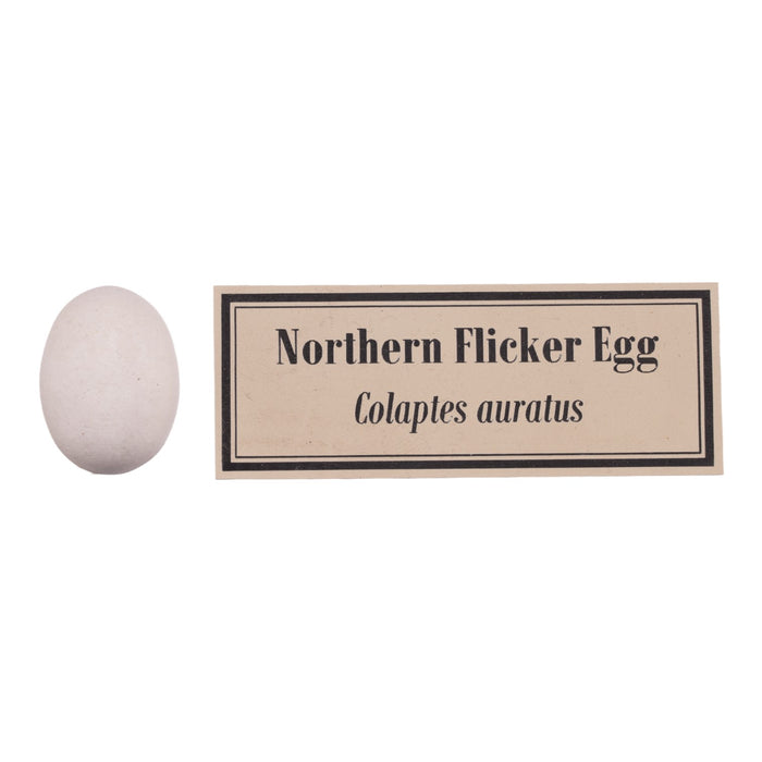 Replica Bird Egg Set of 3 - North American Species