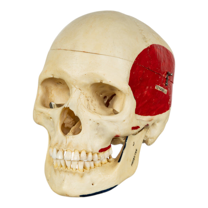 Real Human Half Skeleton - Painted