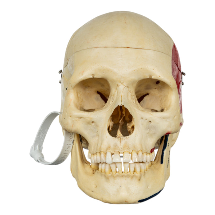 Real Human Half Skeleton - Painted