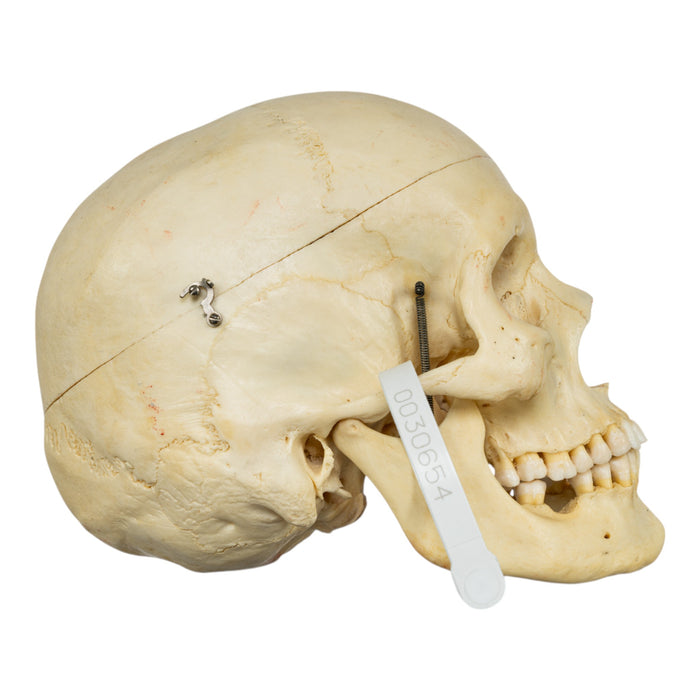 Real Human Half Skeleton - Painted