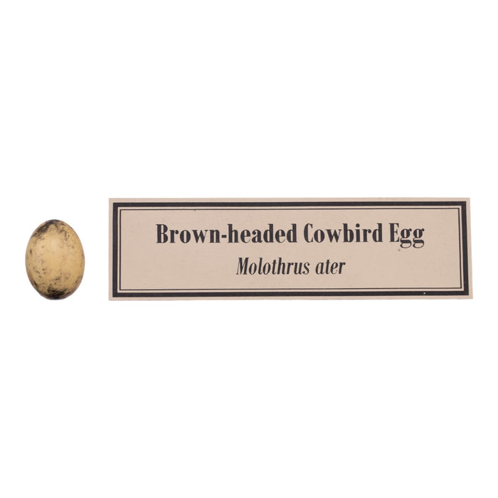 Replica Bird Egg Set of 3 - North American Species