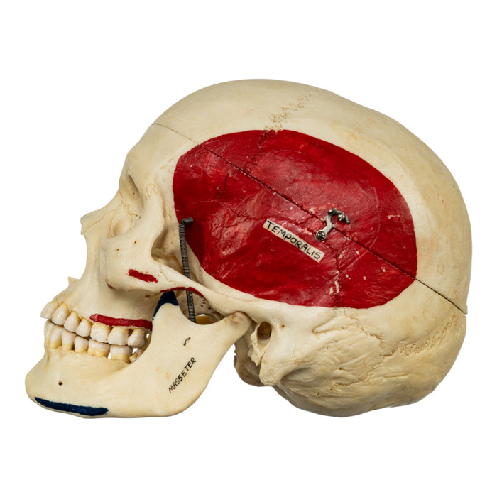 Real Human Half Skeleton - Painted