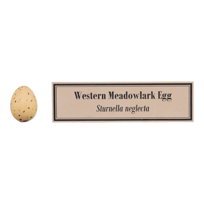 Replica Bird Egg Set of 3 - North American Species