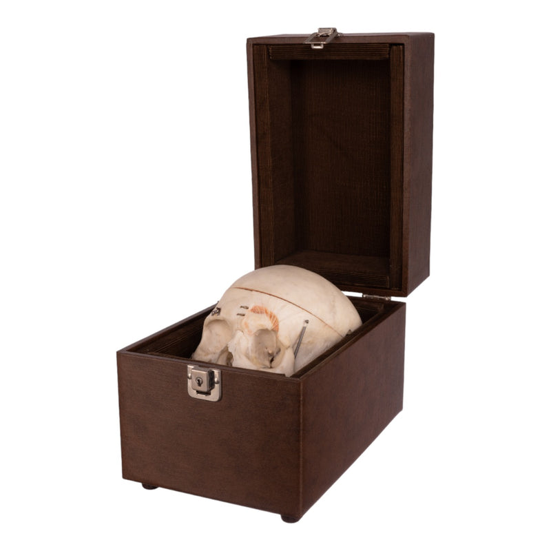 Real Human Dissected Skull with Carrying Case
