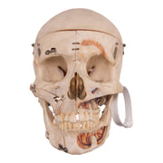 Real Human Dissected Skull with Carrying Case