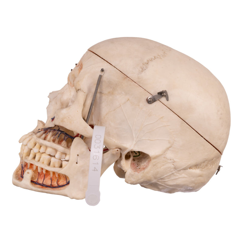 Real Human Dissected Skull with Carrying Case
