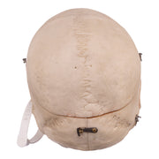 Real Human Dissected Skull with Carrying Case