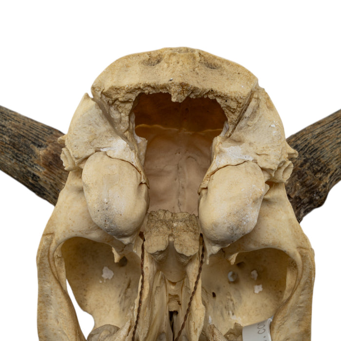 Real Bohor Reedbuck Skull