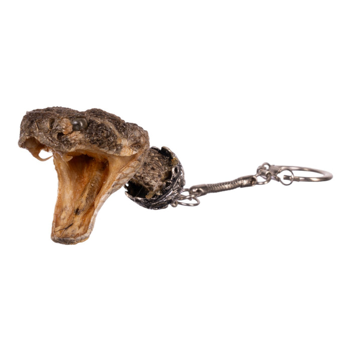 Real Freeze-dried Rattlesnake Keychain