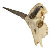 Real Bohor Reedbuck Skull