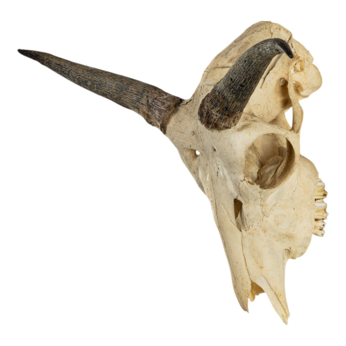 Real Bohor Reedbuck Skull