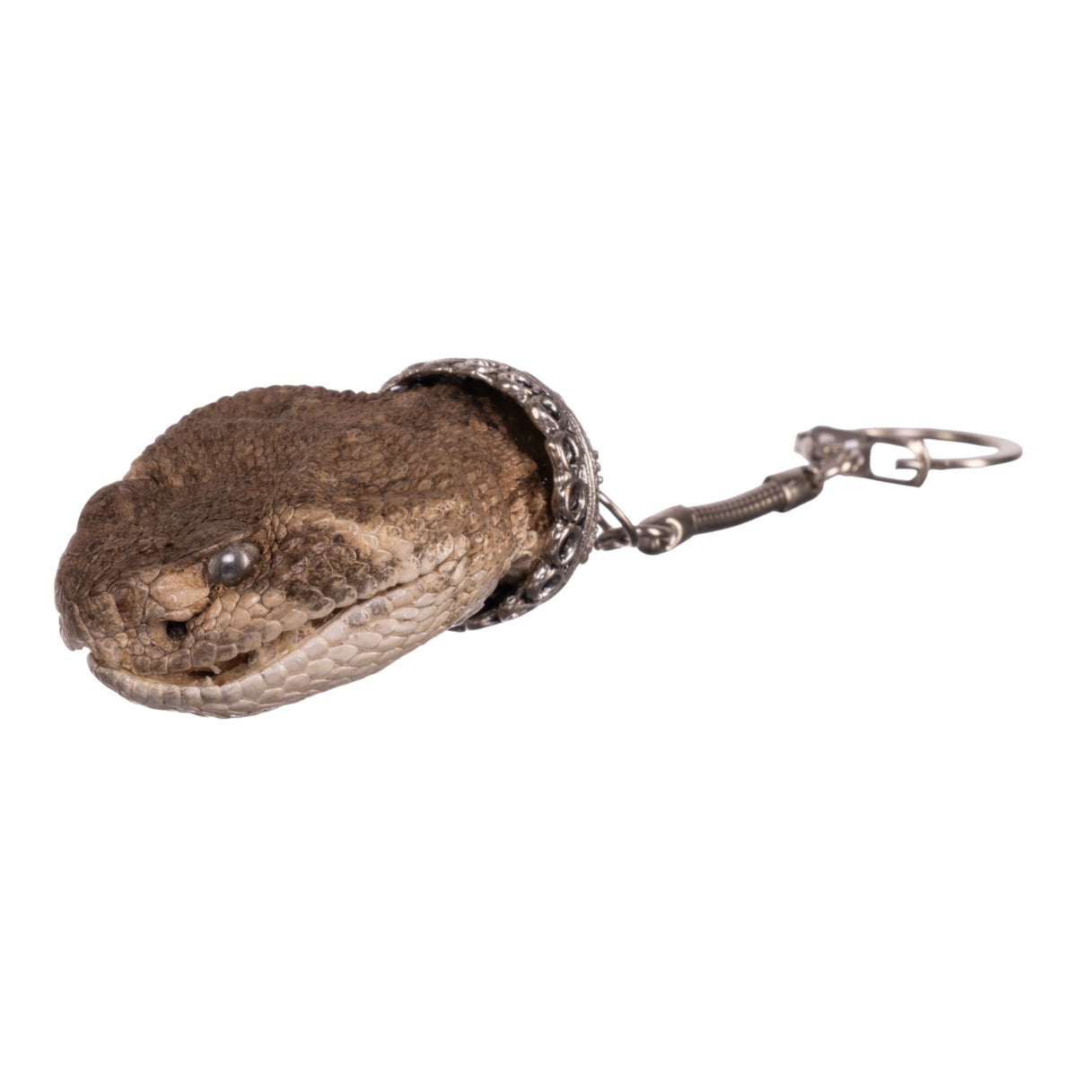 Real Freezedried Rattlesnake Keychain For Sale — Skulls Unlimited