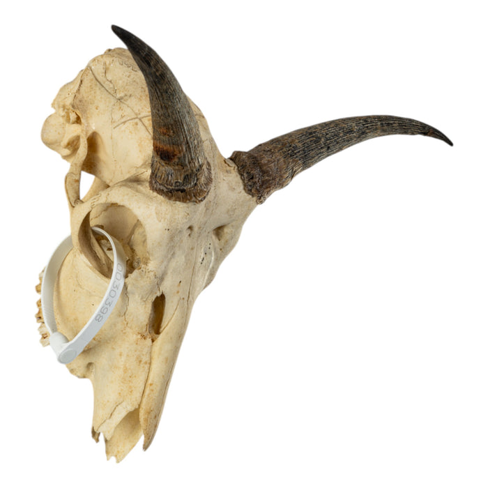 Real Bohor Reedbuck Skull