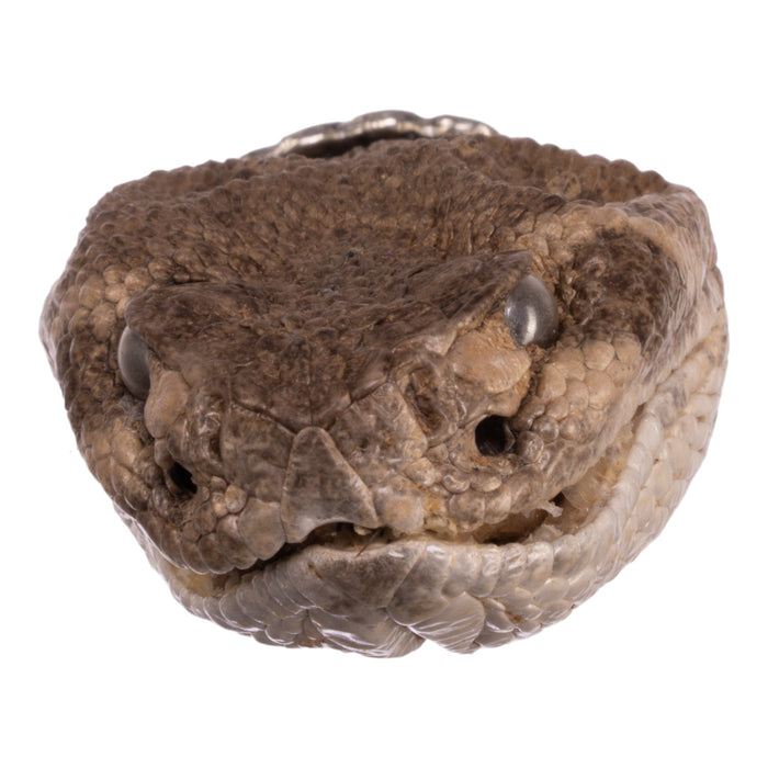 Real Freeze-dried Rattlesnake Keychain