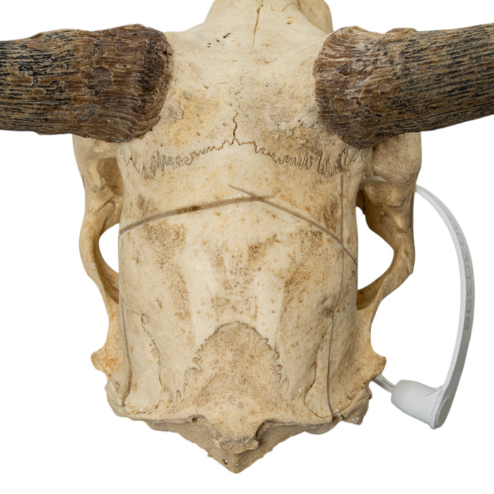 Real Bohor Reedbuck Skull
