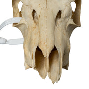 Real Bohor Reedbuck Skull