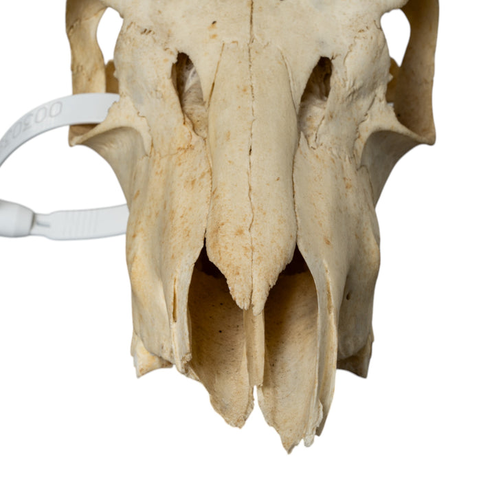 Real Bohor Reedbuck Skull