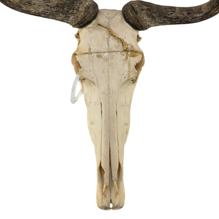 Real Blue Wildebeest Skull