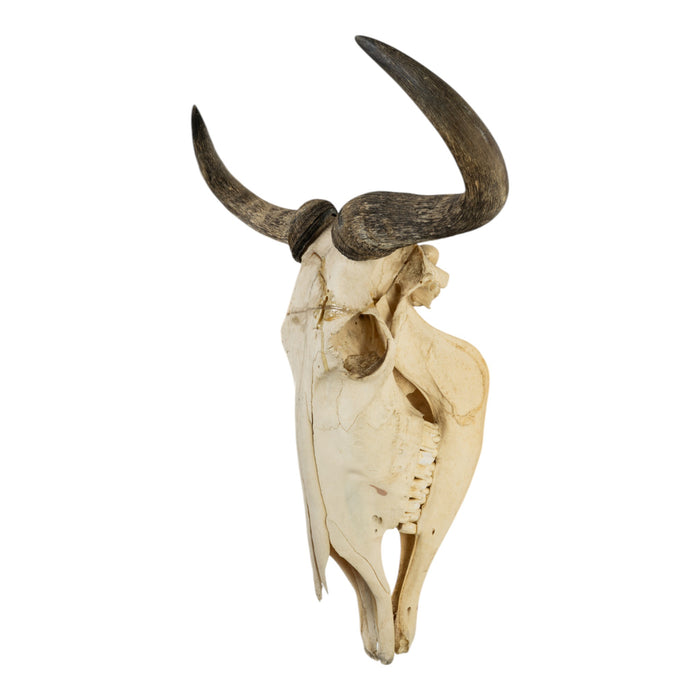 Real Blue Wildebeest Skull