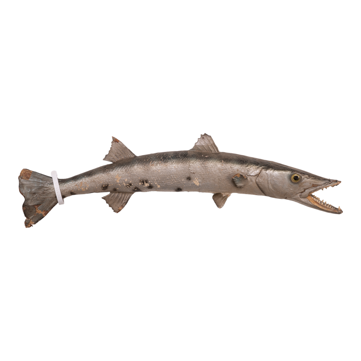Real Barracuda Taxidermy Mount For Sale — Skulls Unlimited