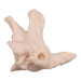 Real Research Quality Human Cervical and Axis Vertebrae - Fused