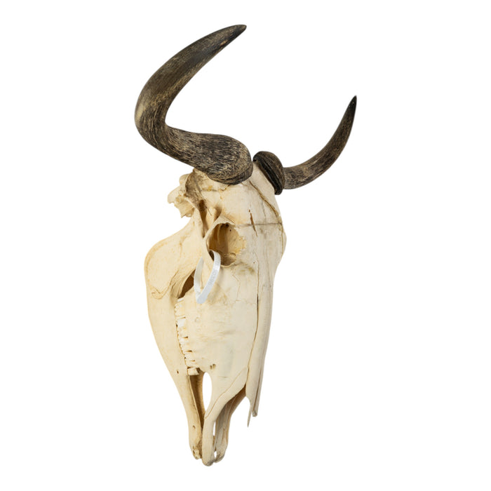 Real Blue Wildebeest Skull