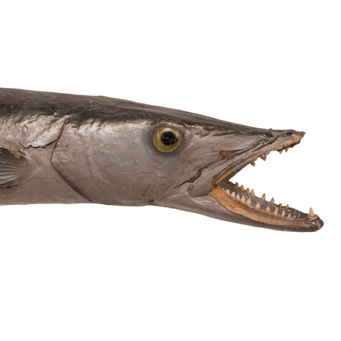 Real Barracuda Taxidermy Mount For Sale — Skulls Unlimited
