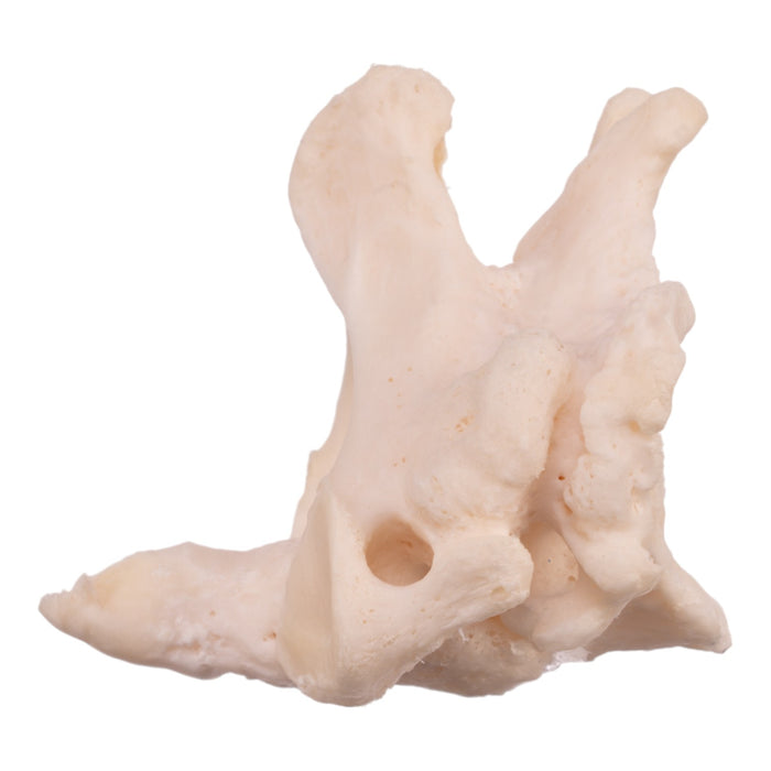 Real Research Quality Human Cervical and Axis Vertebrae - Fused