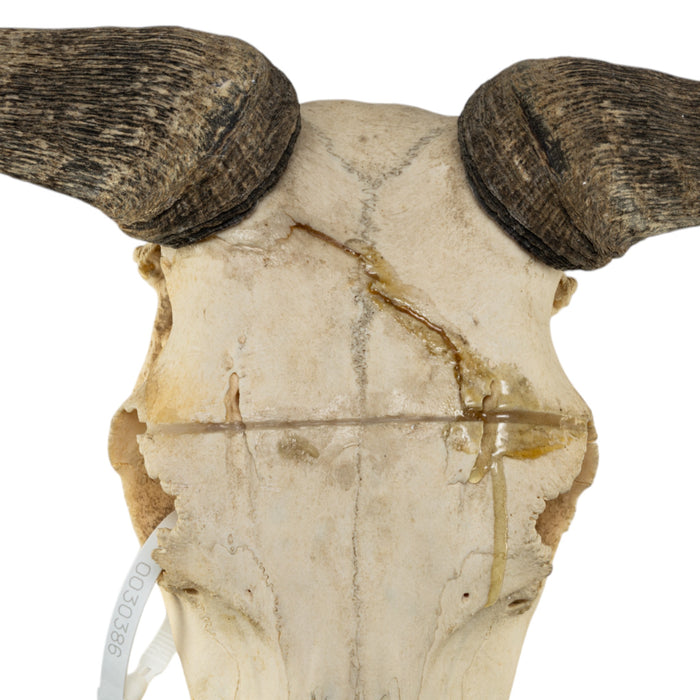 Real Blue Wildebeest Skull