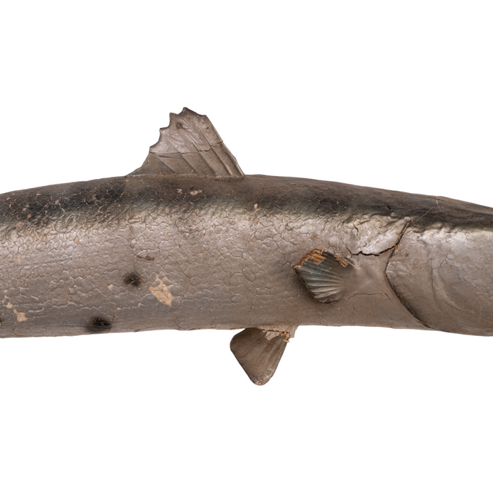Real Barracuda Taxidermy Mount For Sale — Skulls Unlimited