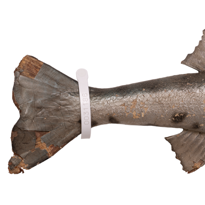 Real Barracuda Taxidermy Mount For Sale — Skulls Unlimited