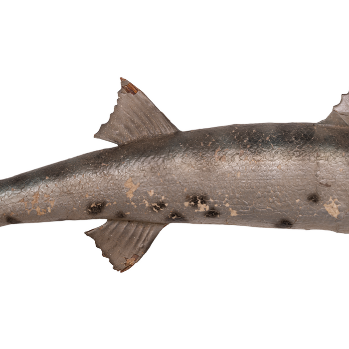 Real Barracuda Taxidermy Mount For Sale — Skulls Unlimited