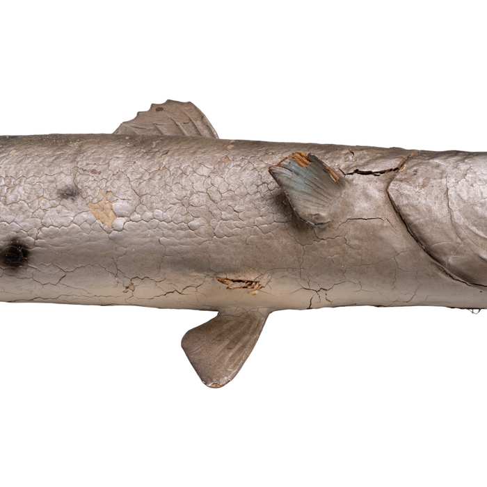 Real Barracuda Taxidermy Mount For Sale — Skulls Unlimited