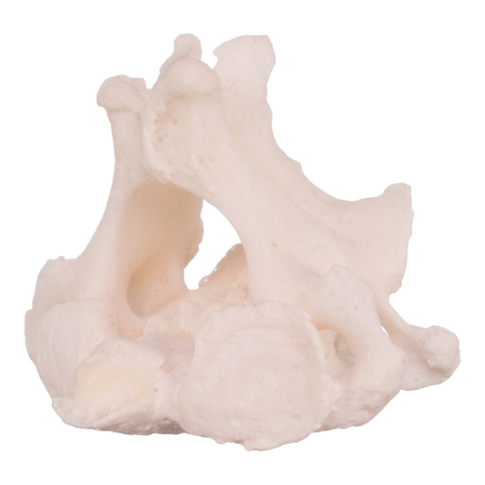 Real Research Quality Human Cervical and Axis Vertebrae - Fused