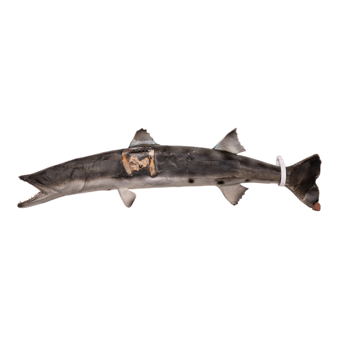 Real Barracuda Taxidermy Mount For Sale — Skulls Unlimited