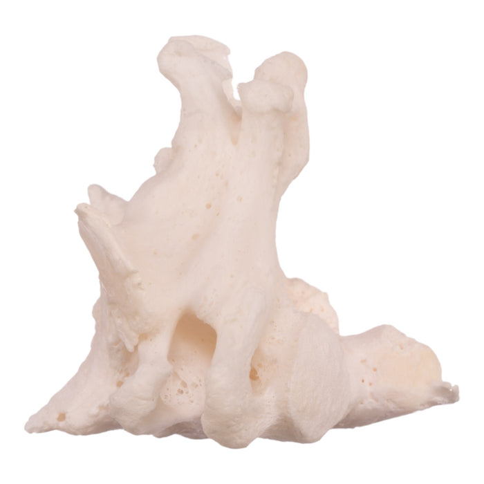 Real Research Quality Human Cervical and Axis Vertebrae - Fused