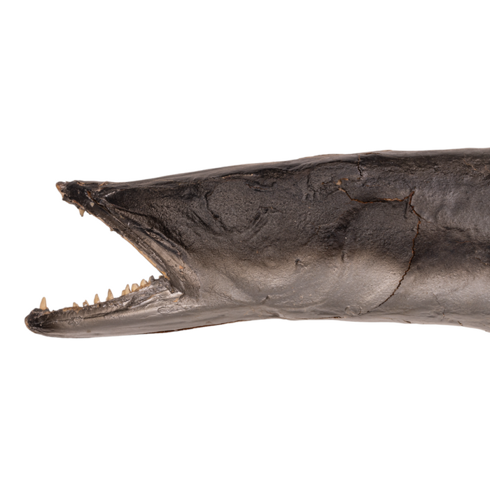 Barracuda Skull