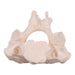 Real Research Quality Human Cervical and Axis Vertebrae - Fused