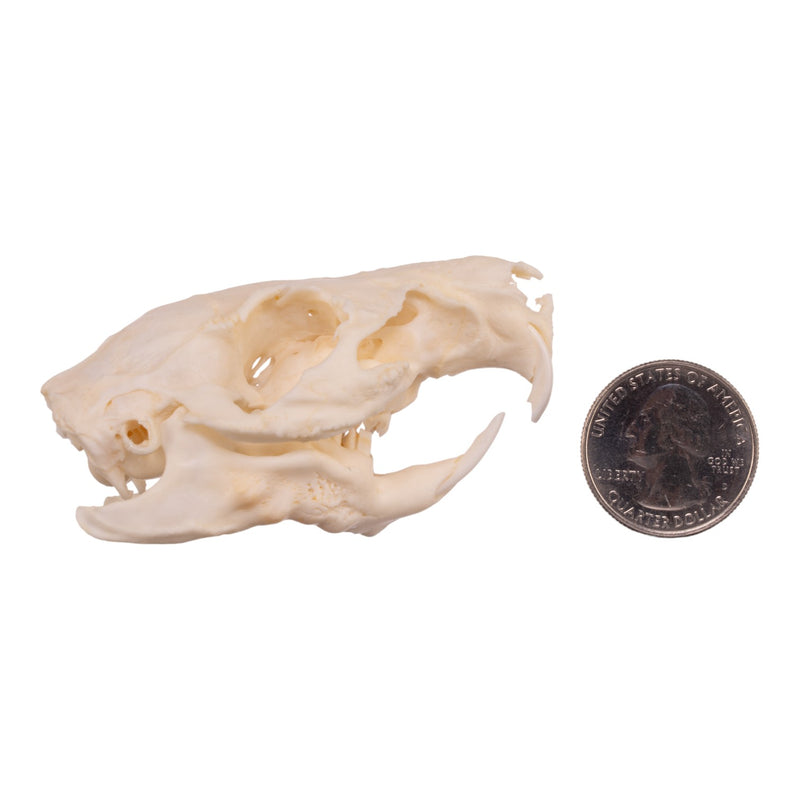 Real Guinea Pig Skeleton - Disarticulated